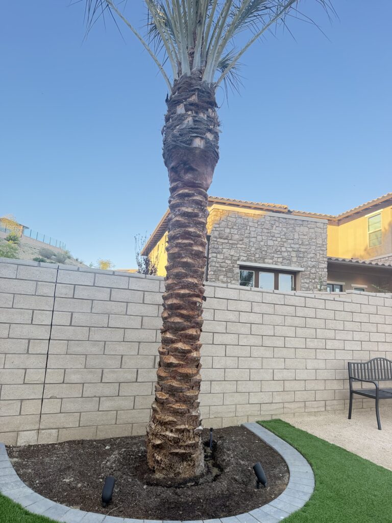 Date Palm Chatsworth 2026  Landscape.