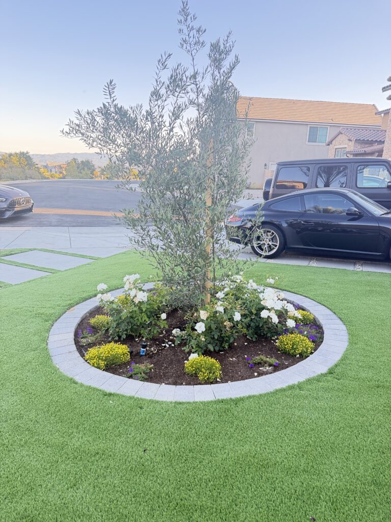Olive tree Chatsworth 2026  Landscape