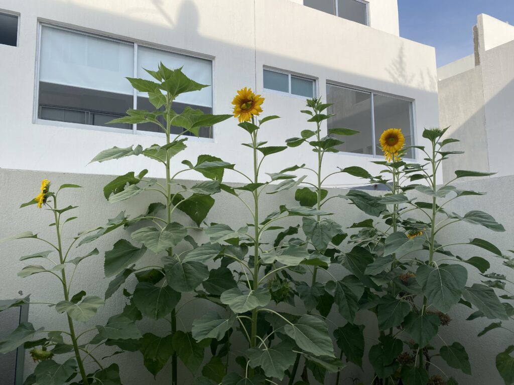 Sunflowers  Landscape